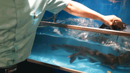 1336572ac35f4109d7d43611c000a5b2.gif